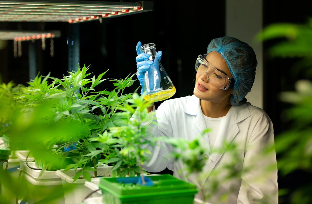 Brasil lidera produção científica sobre cannabis na América Latina