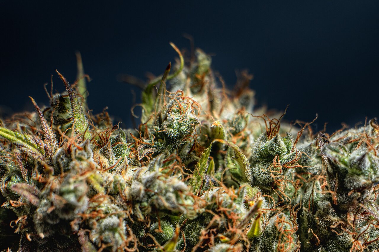 Pesquisadores anunciam novo canabinoide na cannabis
