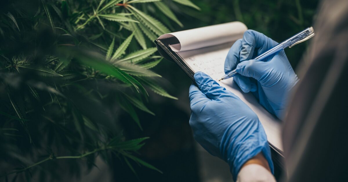 Efeitos do canabidiol variam entre sexos, segundo estudo