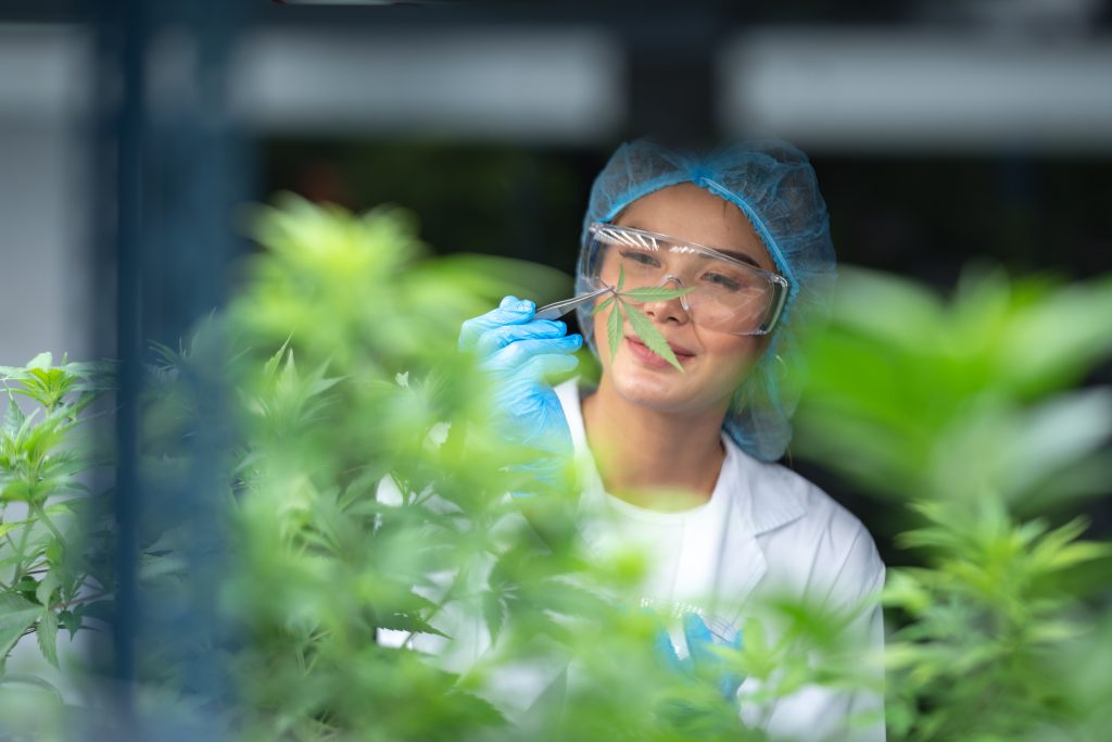 Rastreabilidade da cannabis é essencial para a segurança