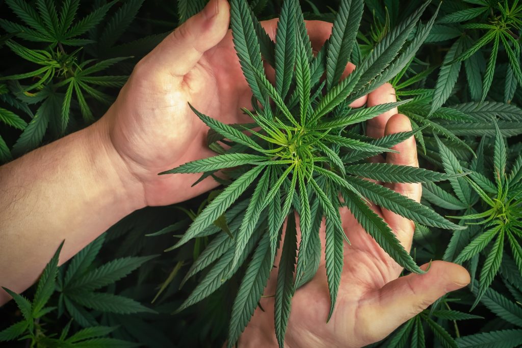 Planta de cannabis nas mãos de um homem