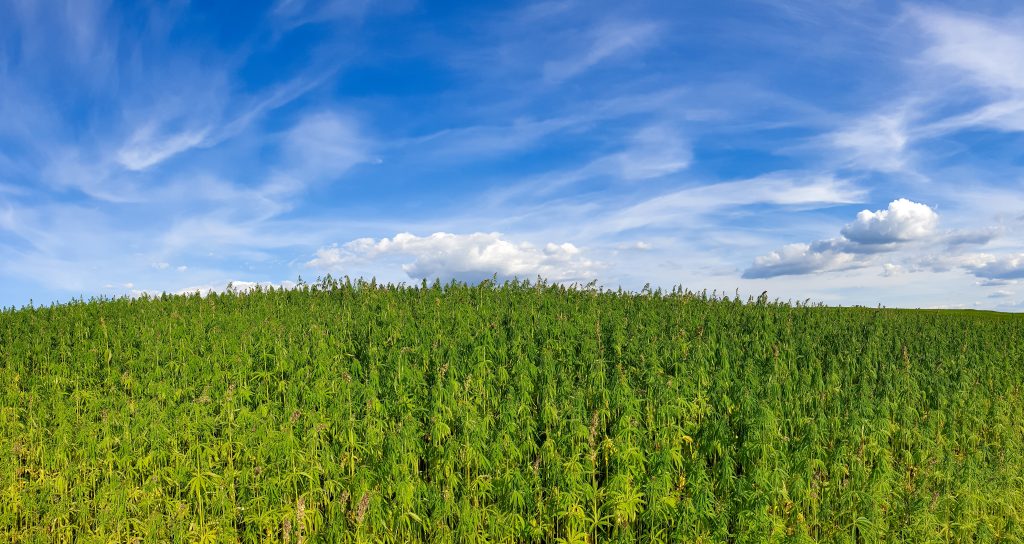Brasil vai regulamentar cultivo de cânhamo até setembro