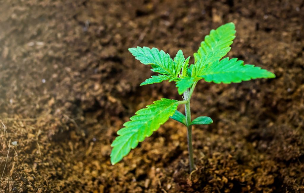 Muda de cannabis brotando da terra