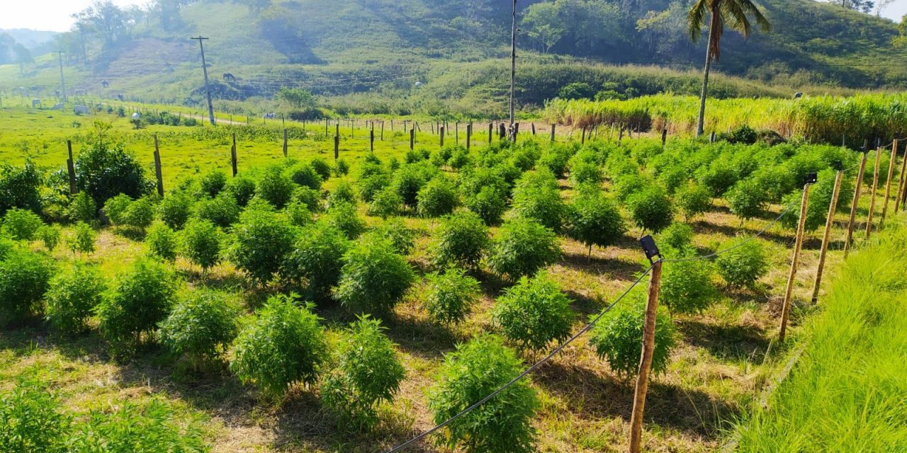 AbraRio e UFRRJ firmam parceria para o cultivo de cannabis no RJ