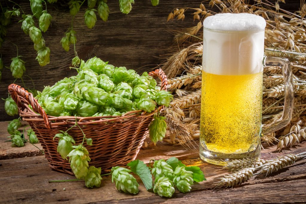 Cerveja e seu ingrediente principal: o lúpulo