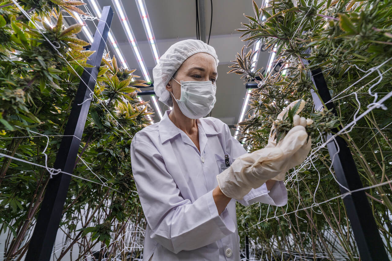 Cientistas encontram 33 marcadores genéticos na cannabis