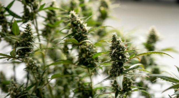 Fraude de ex-sócio da USA Hemp pode ser ainda maior