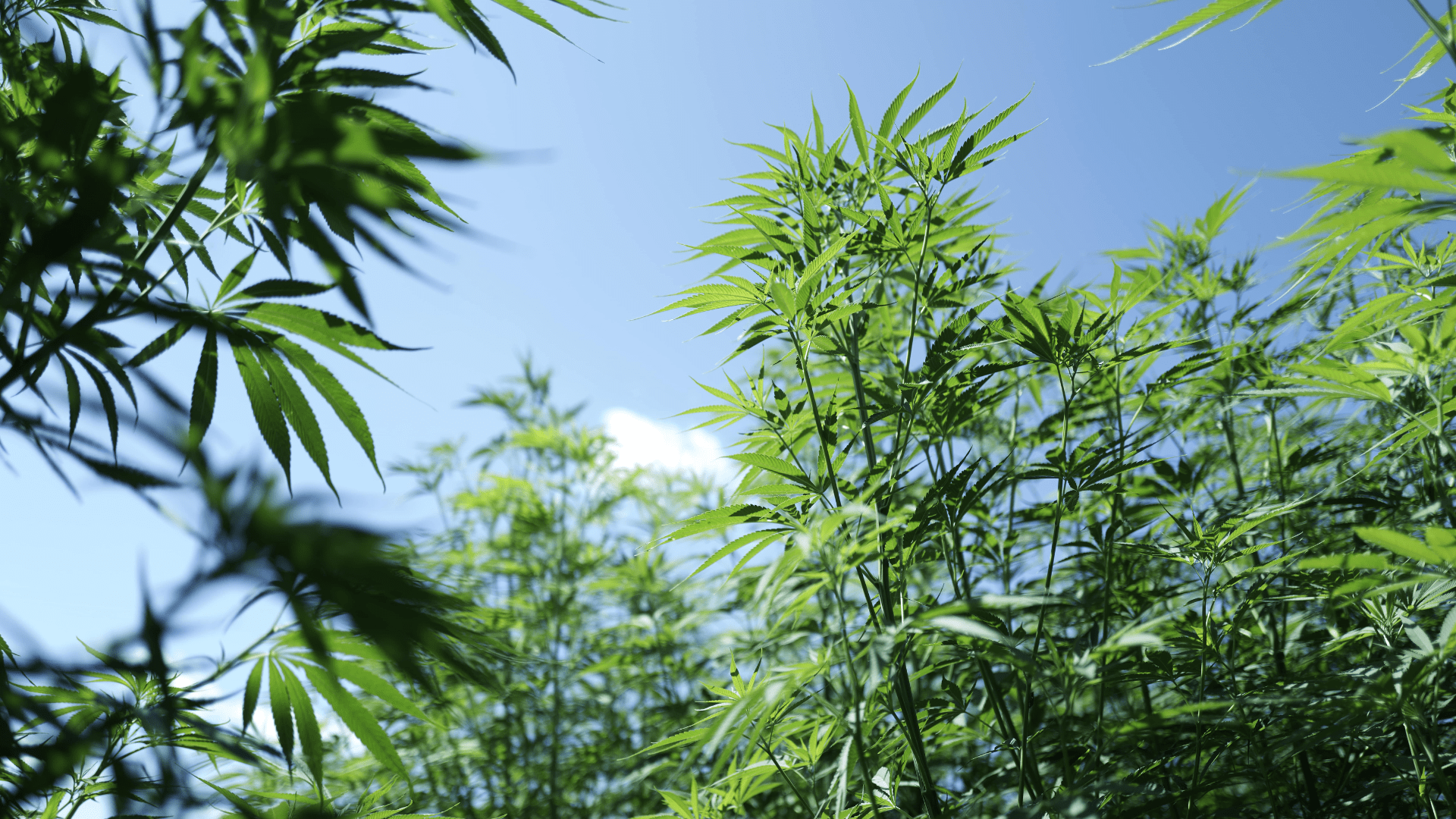 Projeto busca uso integral da cannabis para reduzir o desperdício