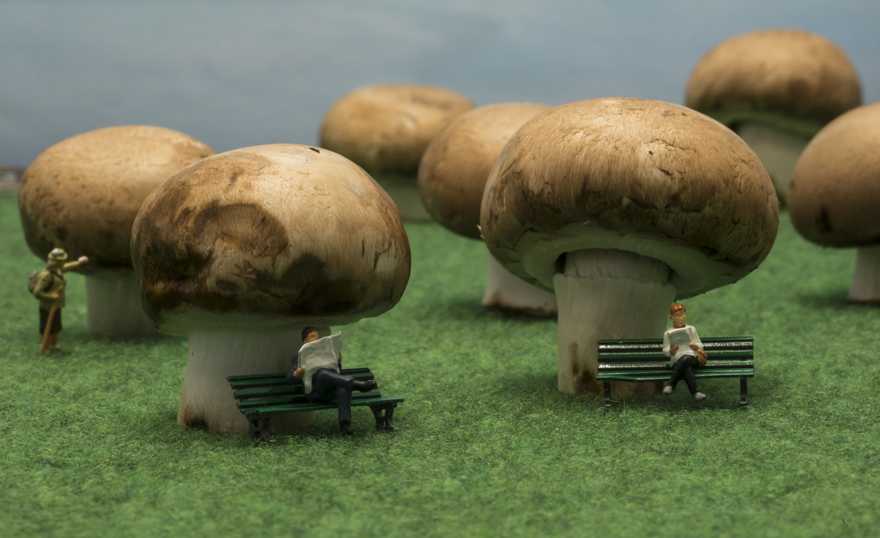Psilocibinos cogumelos mágicos e sua conexão com a cannabis
