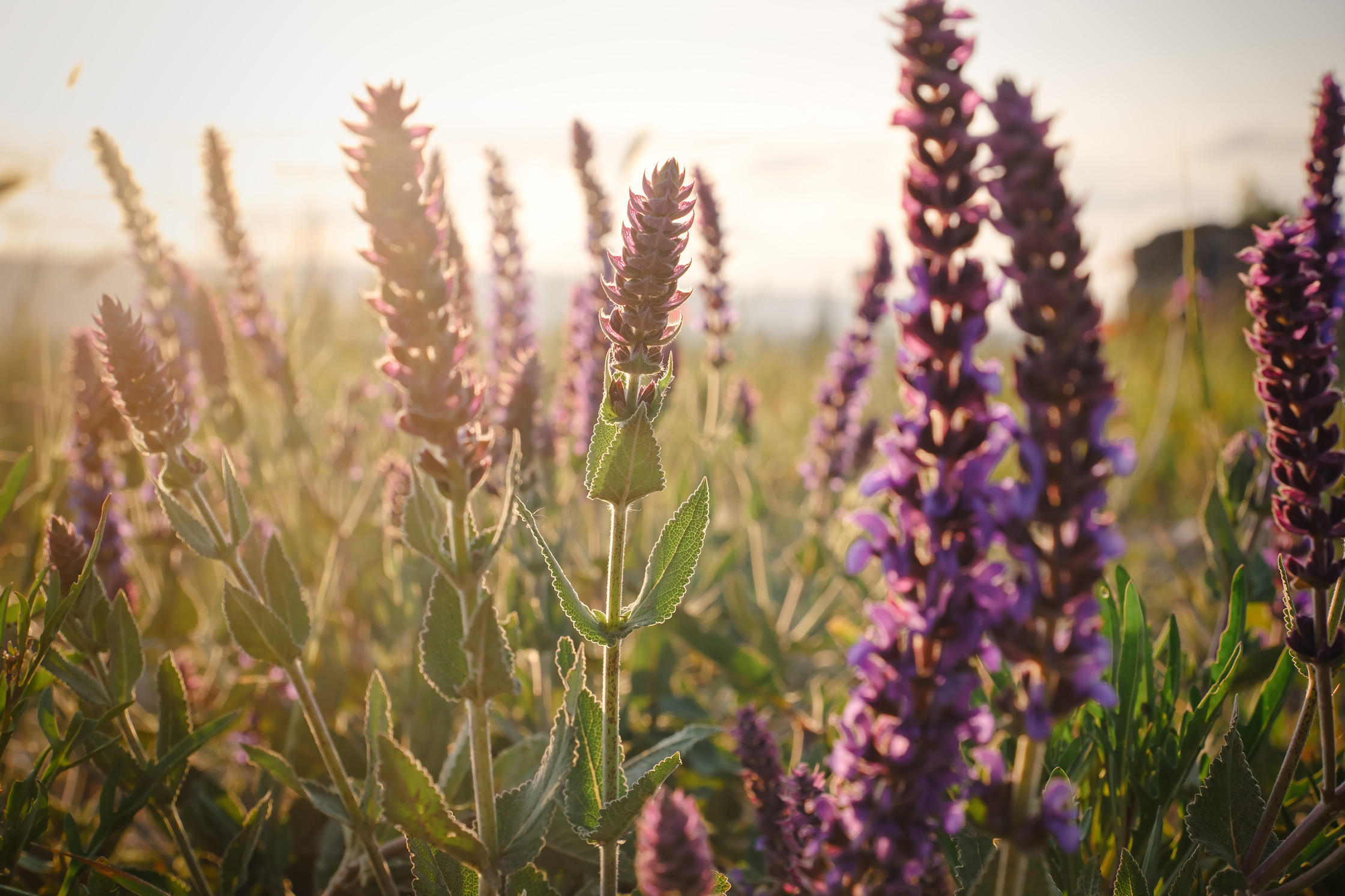 Salvia divinorum o psicodélico natural que desafia os sentidos
