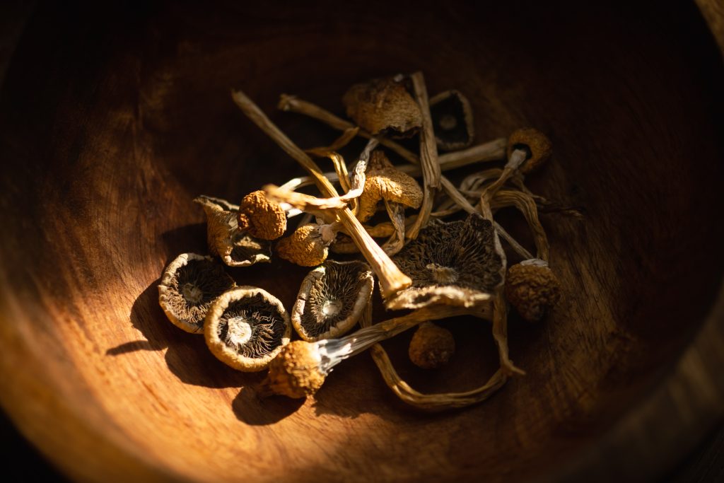 Psilocybe cubensis, também conhecido como "cogumelo mágico"