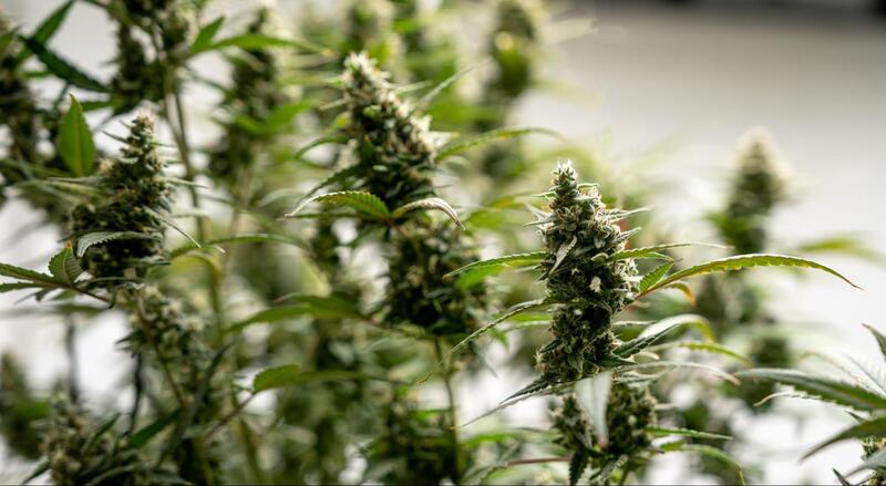 Fraude de ex-sócio da USA Hemp pode ser ainda maior