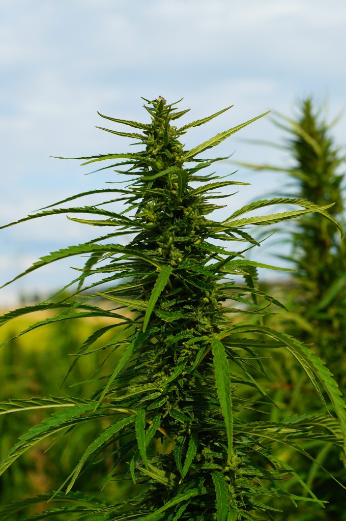 Planta de cânhamo de alta produção
