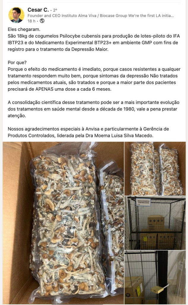 Cientista comemora a chegada de 18kg de psilocybe cubensis para estudo inédito
