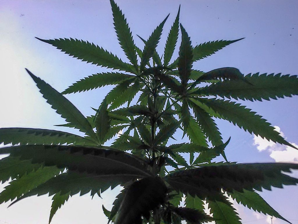 Cannabis sativa vs. indica: diferenças reais e mitos