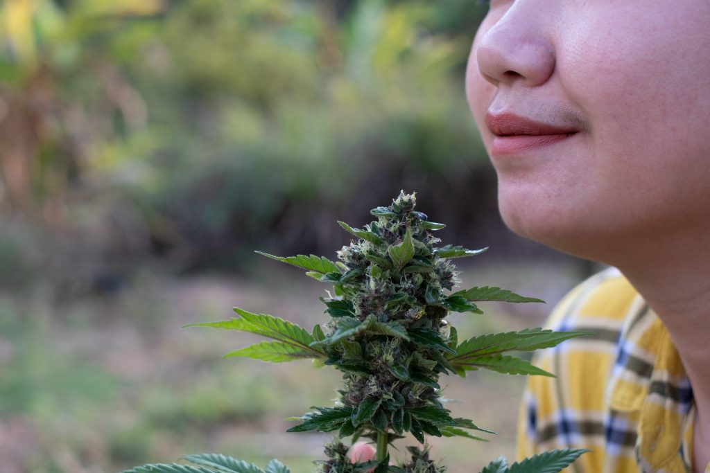 Quanto dura a brisa da maconha e como cortar o efeito?