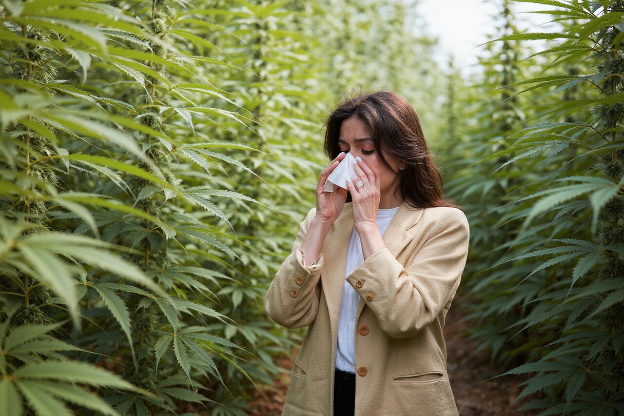 Alergia à cannabis raro, mas possível no uso medicinal
