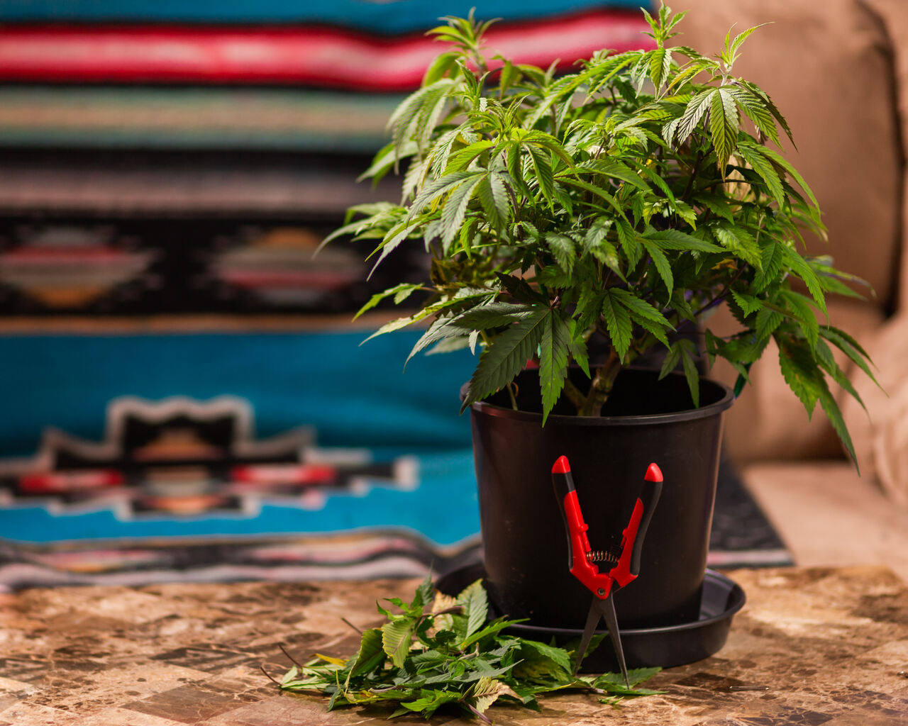 Cannabis em SC regulamentação ignora associações 
