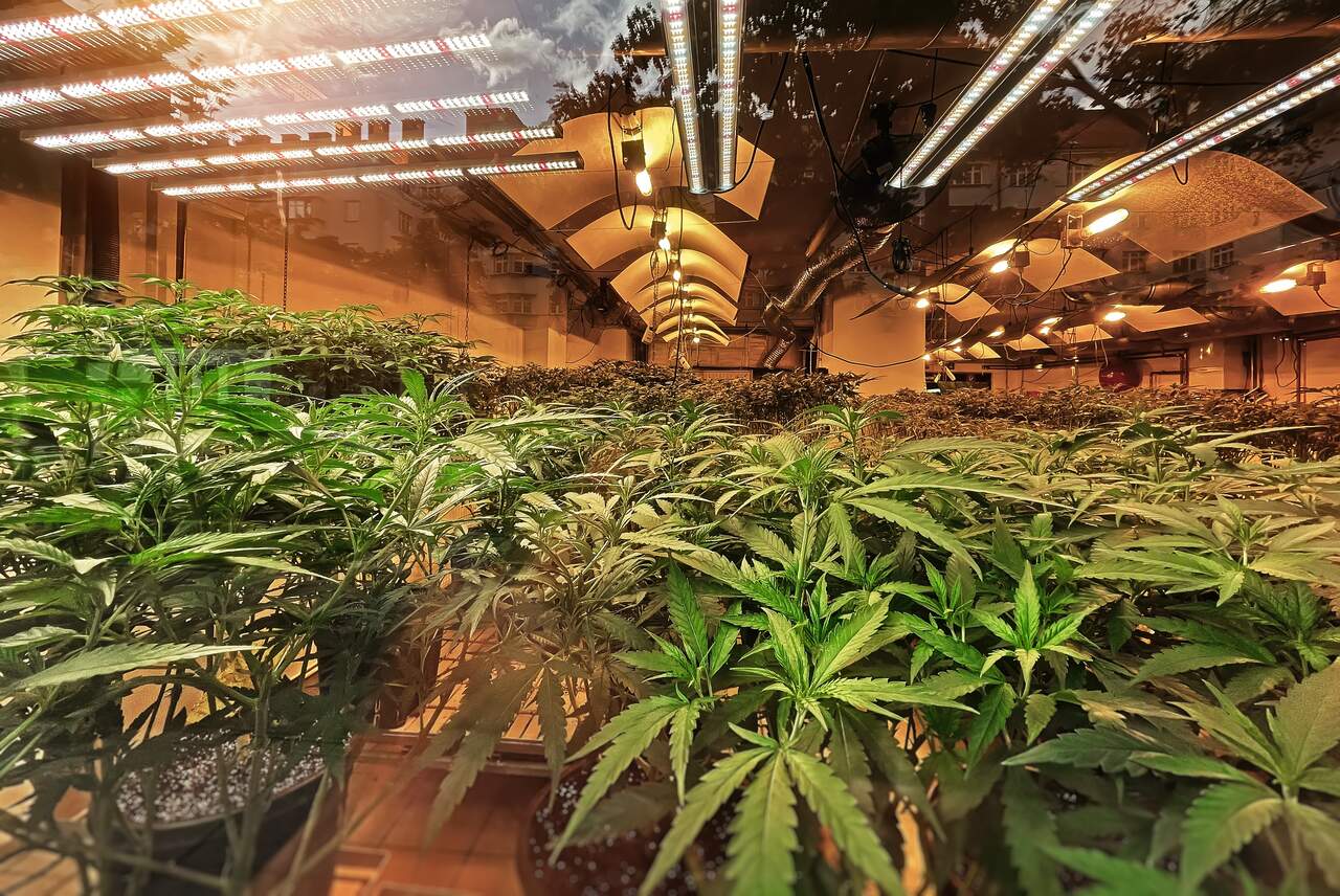 Cannabis na Argentina entra em novo limbo legal