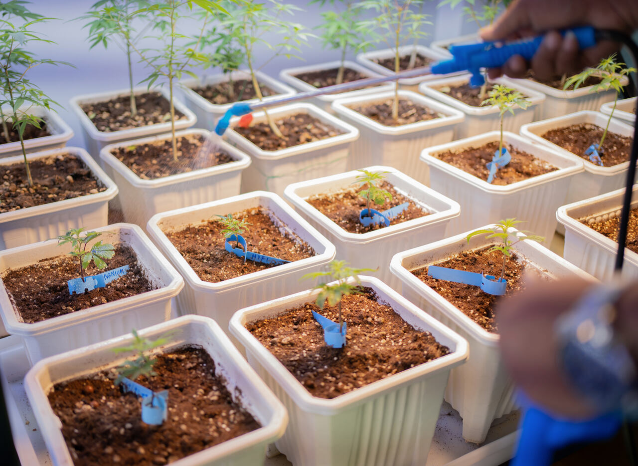 Mapa impõe regras para a importação de sementes de cannabis