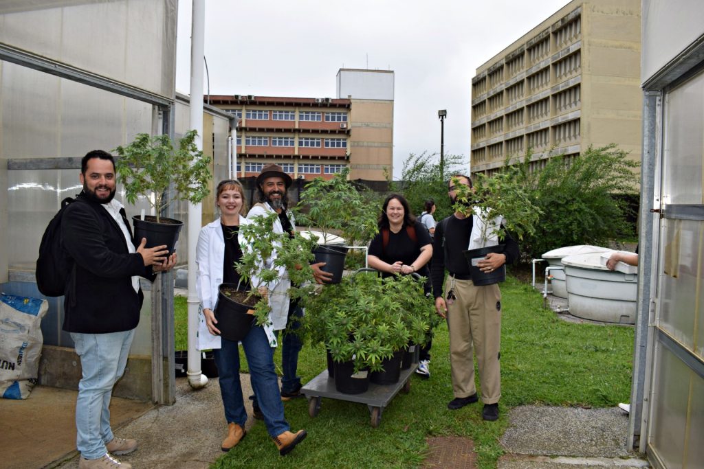 Pesquisadores da UFSC com plantas de cannabis