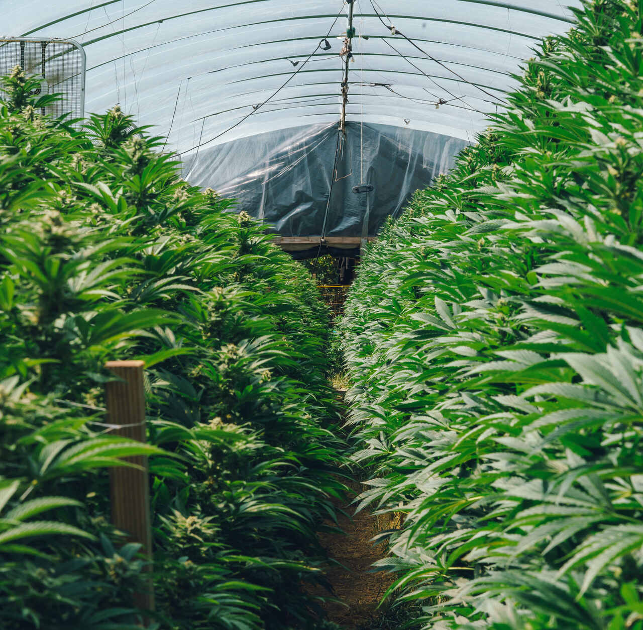 A polêmica do 0,3% ‘Restringir o THC significa condenar milhares de brasileiros’