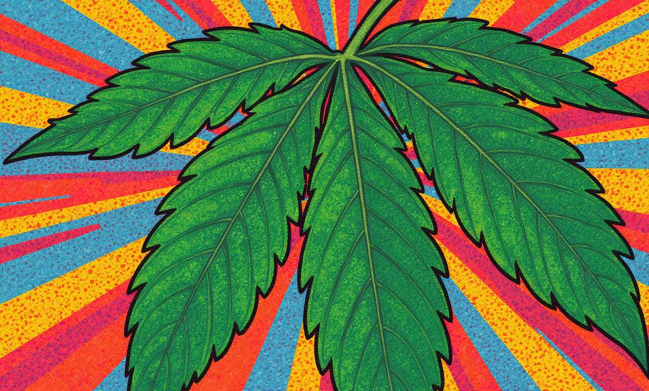 Altas concentrações de THC são um problema Altas concentrações de THC são um problema