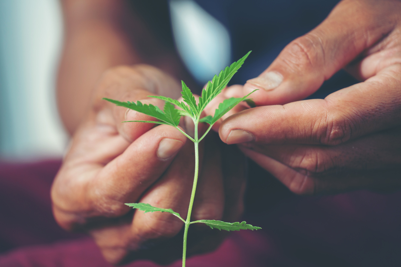 Associação do RN conquista o direito de cultivar cannabis
