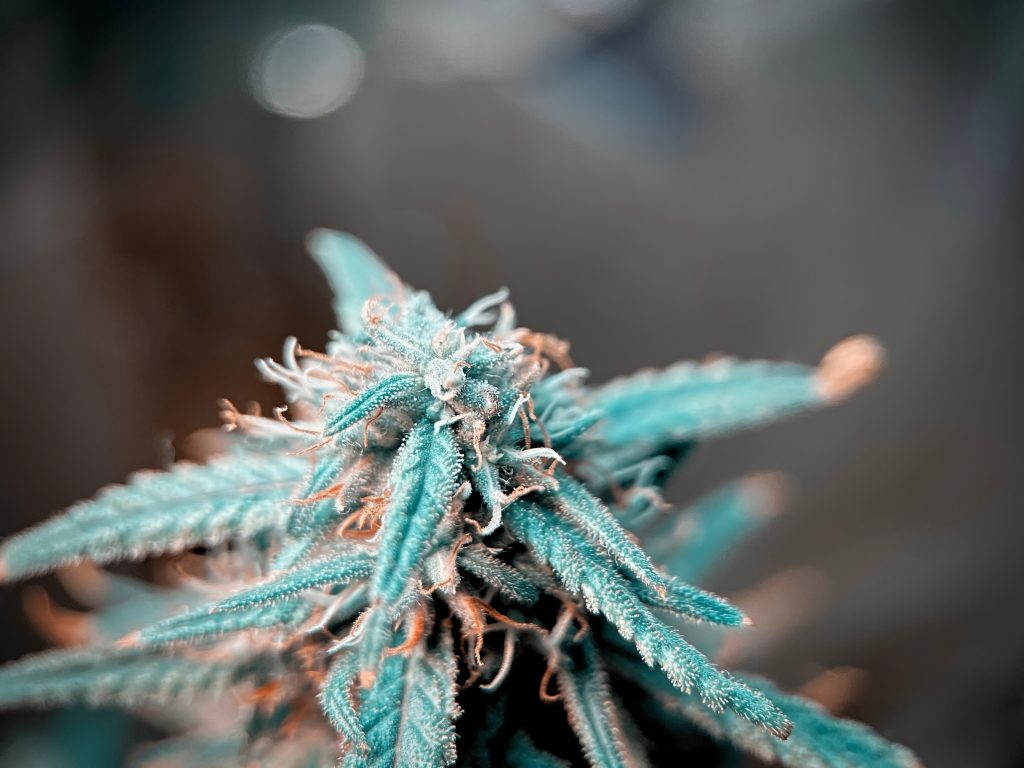 “Cannabis e maconha são a mesma coisa” — Entenda as diferenças “Cannabis e maconha são a mesma coisa” — Entenda as diferenças