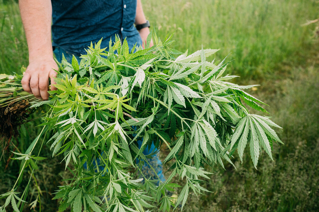 Cannabis no cotidiano: como ela aparece além da medicina
