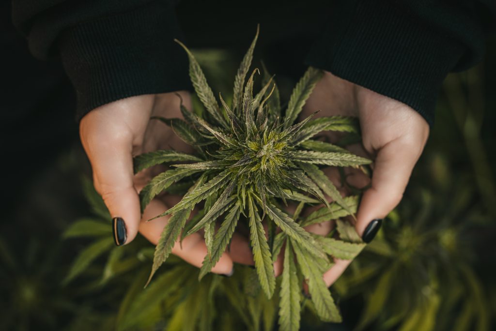 Cannabis ou maconha, qual termo usar Cannabis ou maconha, qual termo usar
