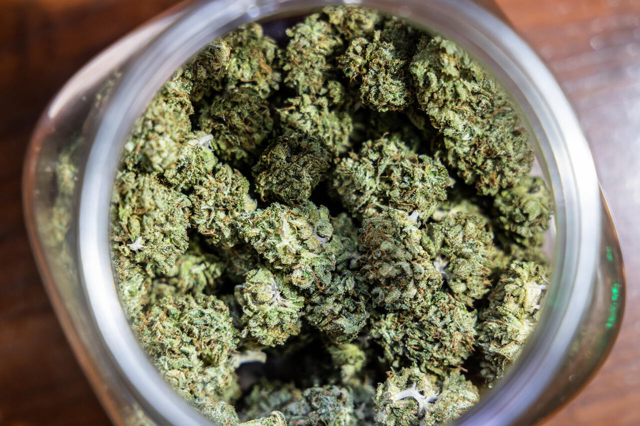 Como identificar uma maconha de qualidade Guia completo Como identificar uma maconha de qualidade Guia completo