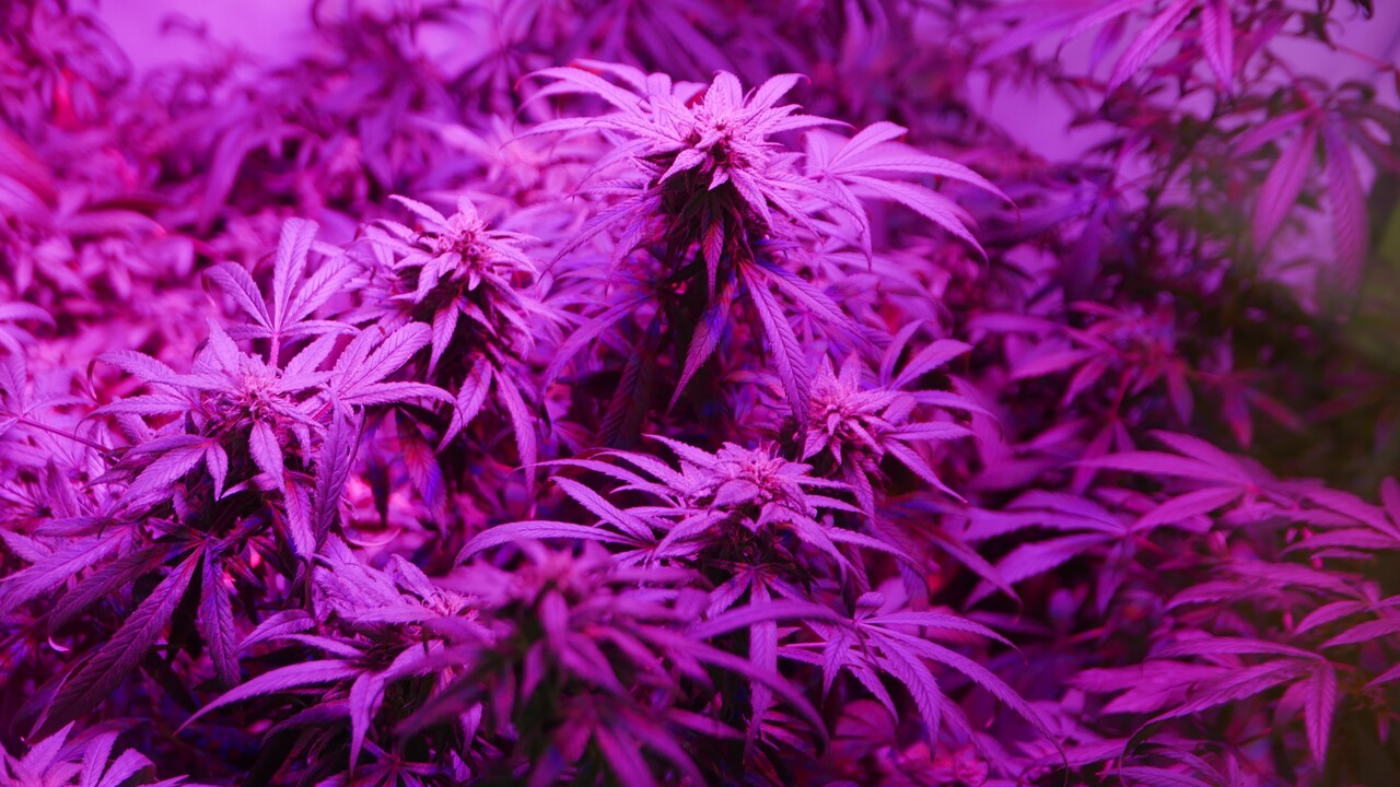 Debate sobre o mercado de cannabis precisa ser ampliado Debate sobre o mercado de cannabis precisa ser ampliado
