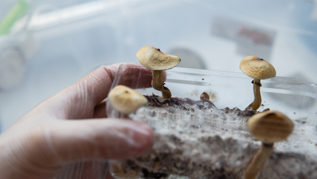 Estudo descobre método para “medir” psilocibina em cogumelos