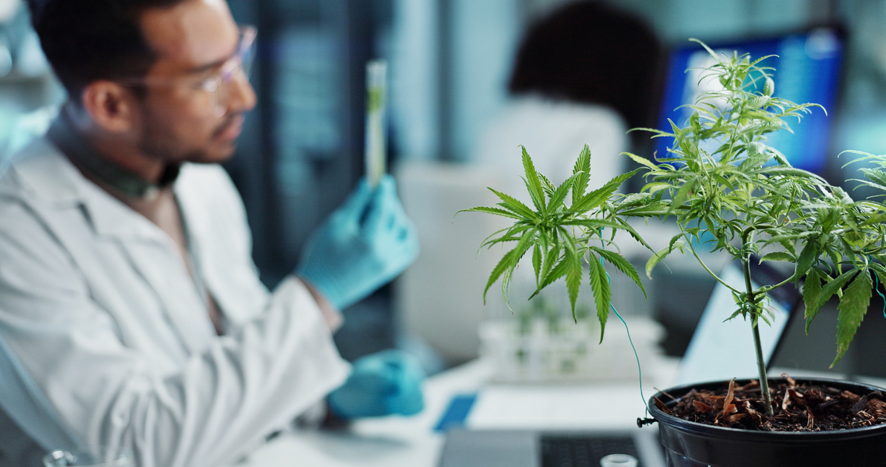 Grupo de Trabalho propõe destravar pesquisa com cannabis Grupo de Trabalho propõe destravar pesquisa com cannabis