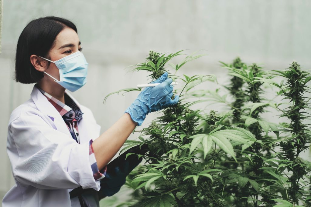Cientista analisando a planta cannabis sativa Cientista analisando a planta cannabis sativa