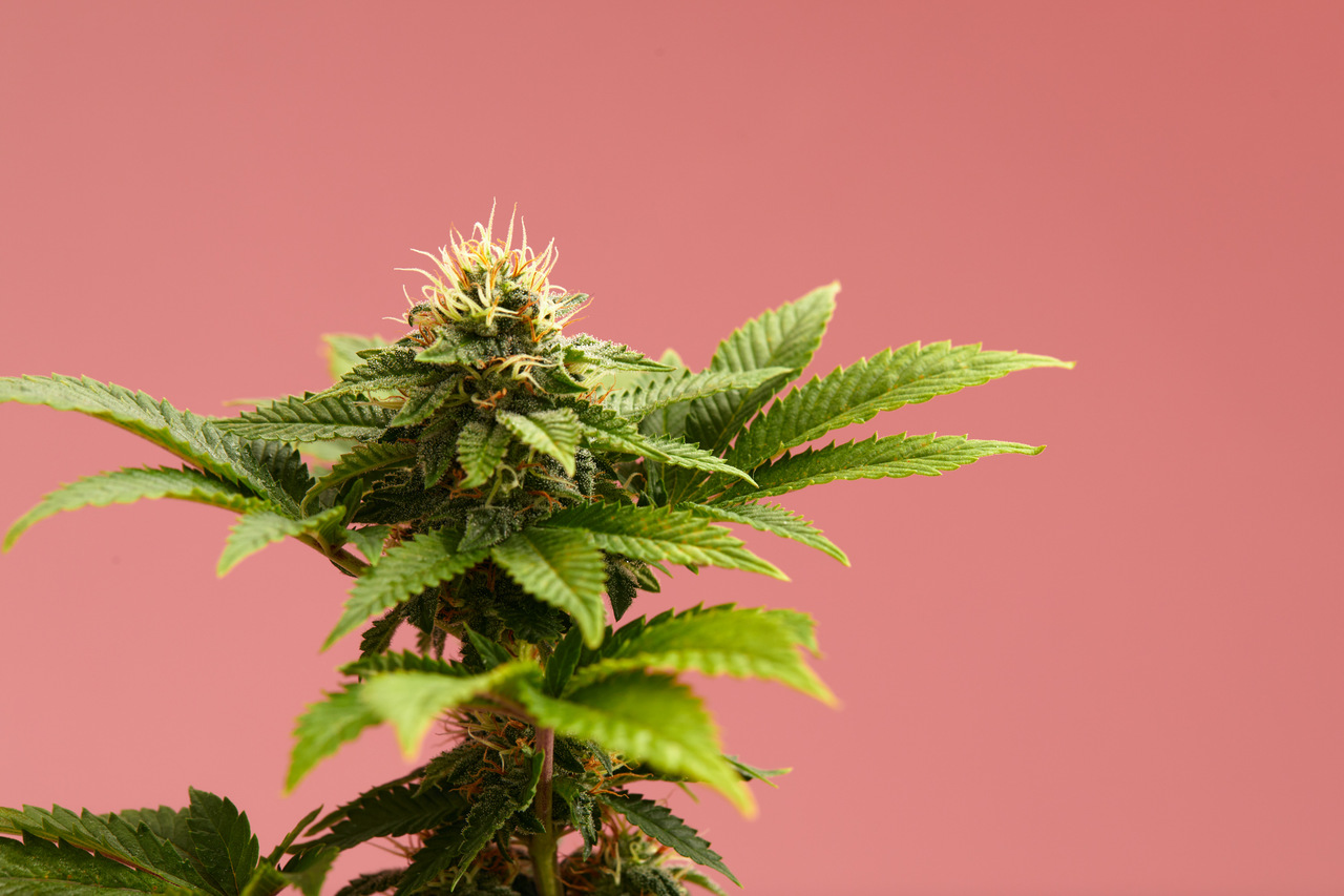 Indica, sativa ou híbrida de cannabis qual a diferença Indica, sativa ou híbrida de cannabis qual a diferença