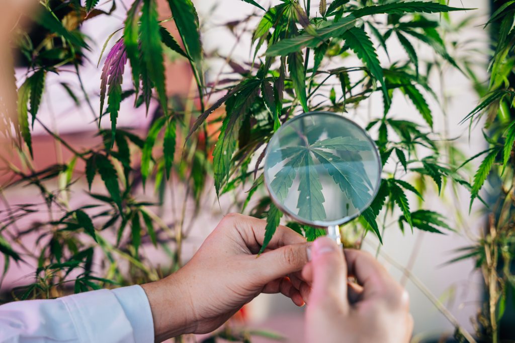 Marijuana researcher Asian man using magnifying glass look at cannabis sativa hemp plants in cannabis farms, Examining plants with magnifying O que é maconha natural?