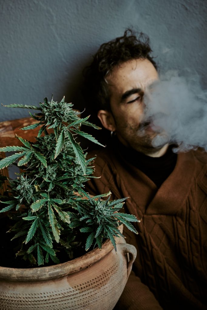 O termo maconha tornou-se pejorativo devido ao seu uso O termo maconha tornou-se pejorativo devido ao seu uso