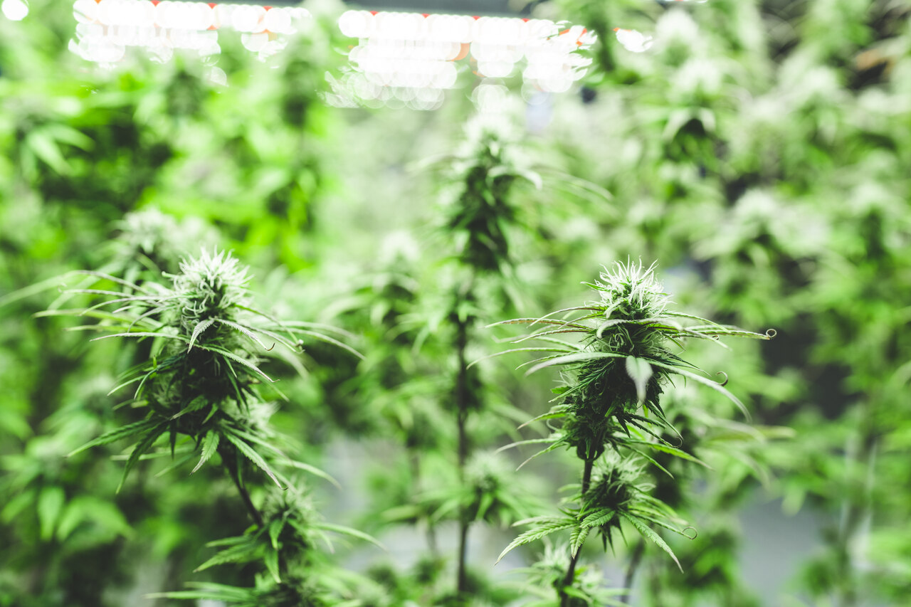 Quando colher cannabis Guia completo de secagem e cura Quando colher cannabis Guia completo de secagem e cura