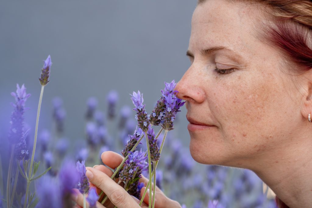 Aromatherapy, cute young womanenjoys the smell of lavender flowers while walking outdoor Óleos essenciais de lavanda são ricos em linalol e ótimos aliados contra a insônia