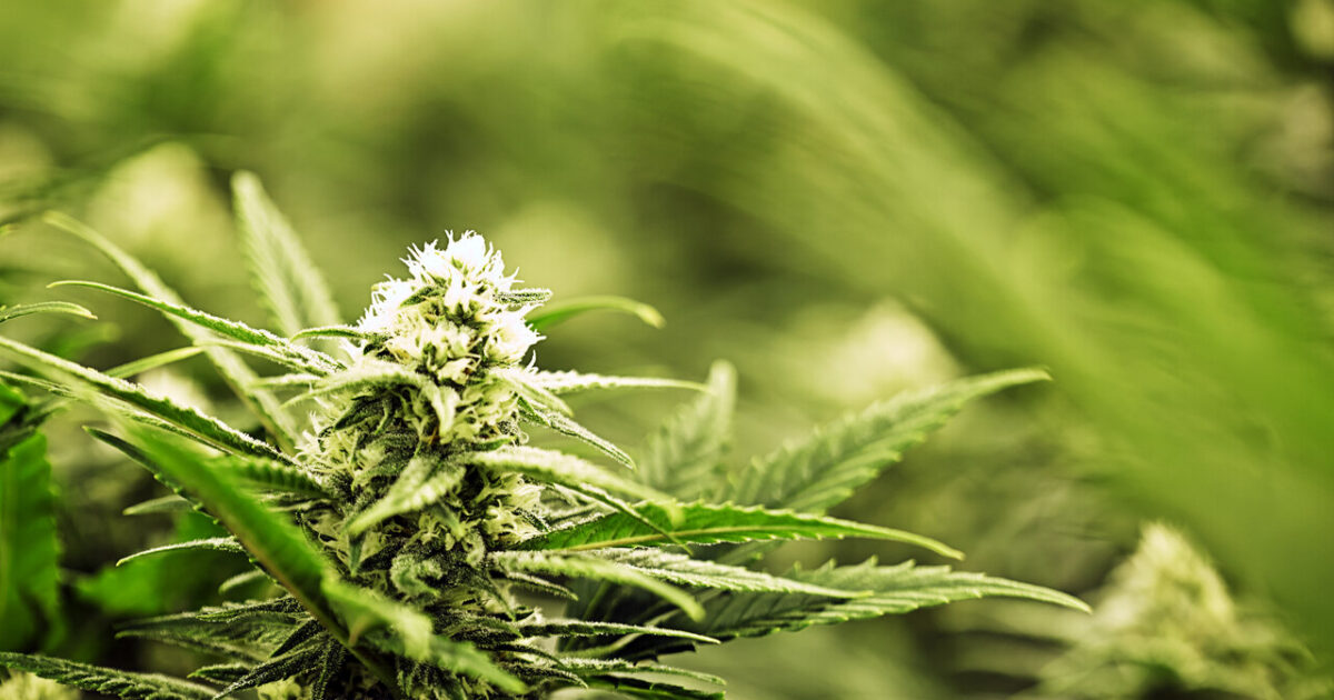 CBD, THC, CBG e CBN: entenda os principais canabinoides da cannabis