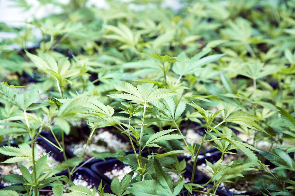 close up of cannabis plants 2025 04 05 02 36 31 utc Easy Resize.com