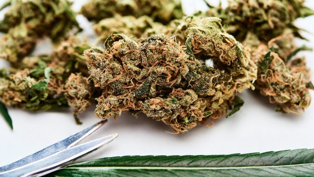 envato labs image edit (34) Easy Resize.com Exemplo de flor de cannabis. Foto: Envato