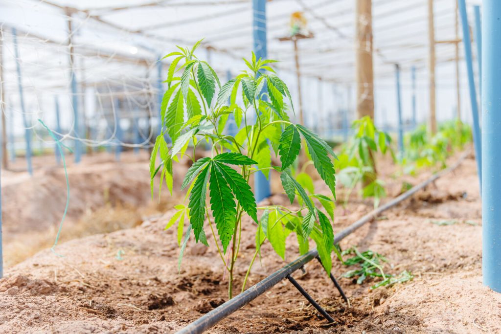 hemp agriculture plant farm sativa bleed marijuan 2025 07 01 00 30 44 utc Easy Resize.com
