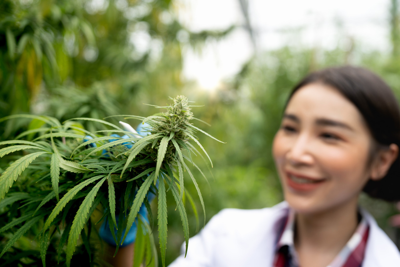 Anvisa analisa pedido da Embrapa para estudar cannabis Anvisa analisa pedido da Embrapa para estudar cannabis