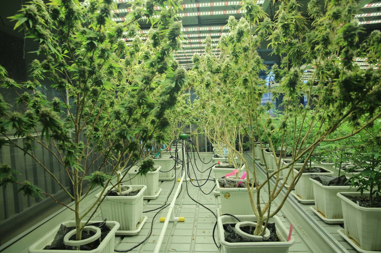 Cultivo de cannabis Prazo do governo termina hoje Cultivo de cannabis Prazo do governo termina hoje