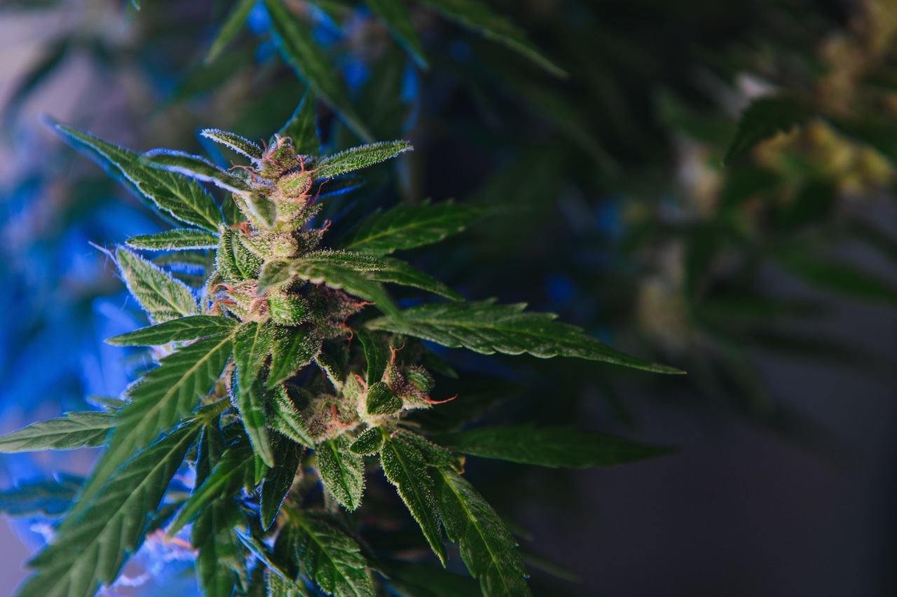 UFPI questiona o termo ‘supermaconha’ e propõe revisão UFPI questiona o termo ‘supermaconha’ e propõe revisão