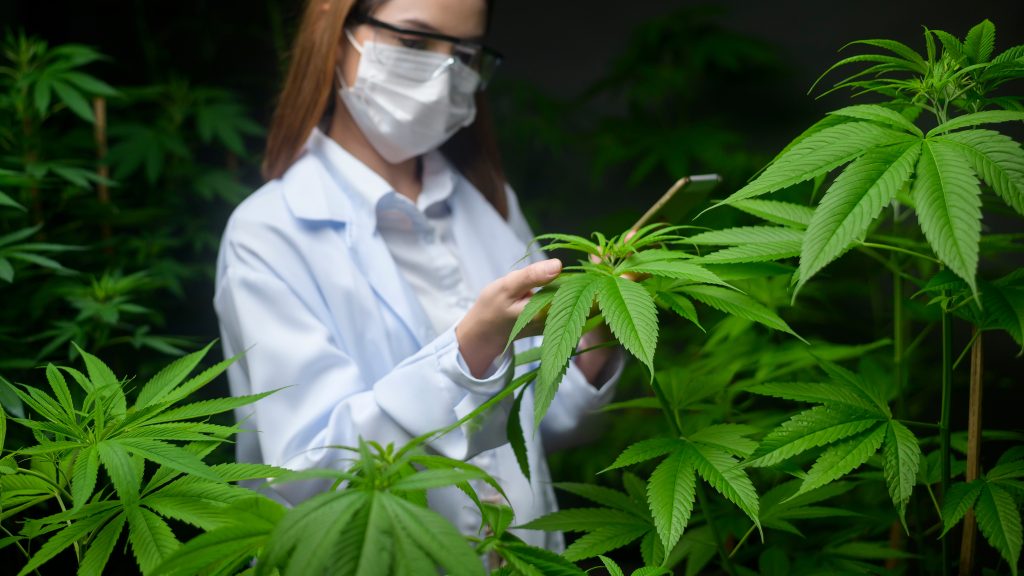Akras no Brasil: cannabis de qualidade com custo acessível 