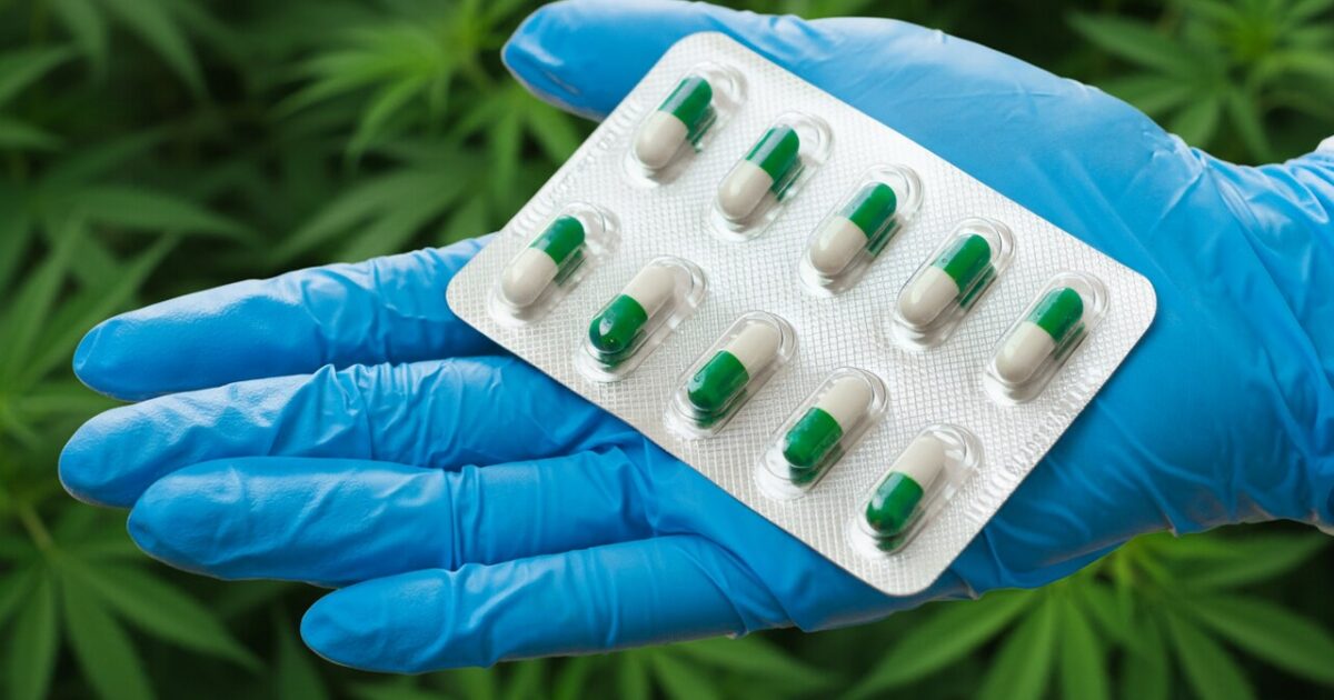 Pode utilizar cannabis com antibióticos?